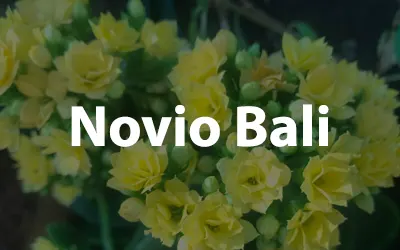 Novio Bali