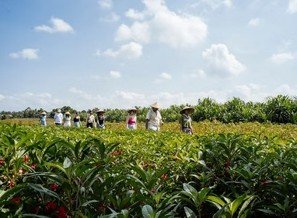 Balinese Local Farmers Activity in Rice Field