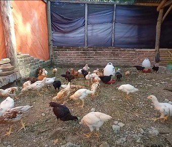 Bodhis Farm poultry - farm